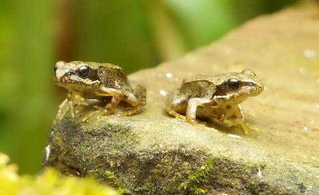 baby young frogs