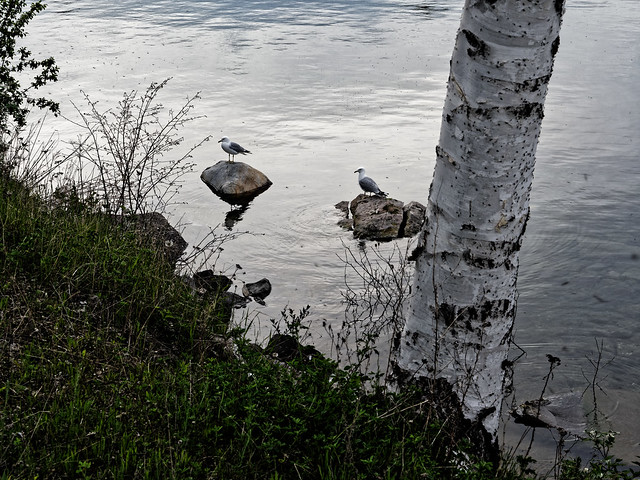 Gulls on Rocks