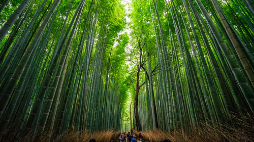 kyoto landscape asia travel arashiyama bambooforest kyotoprefecture japan honshu bamboogrove 京都 京都府 嵐山 本州 ukyōku kyōtofu