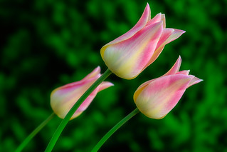 Spring Tulip - Three Pink Beauties