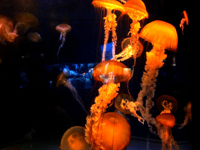 Jellies - 90% Water and Have No Brain, Eyes, Heart or Bones......