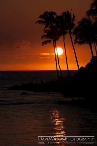 trees sunset sea vacation orange sun holiday reflection silhouette palms hawaii hi waikoloa