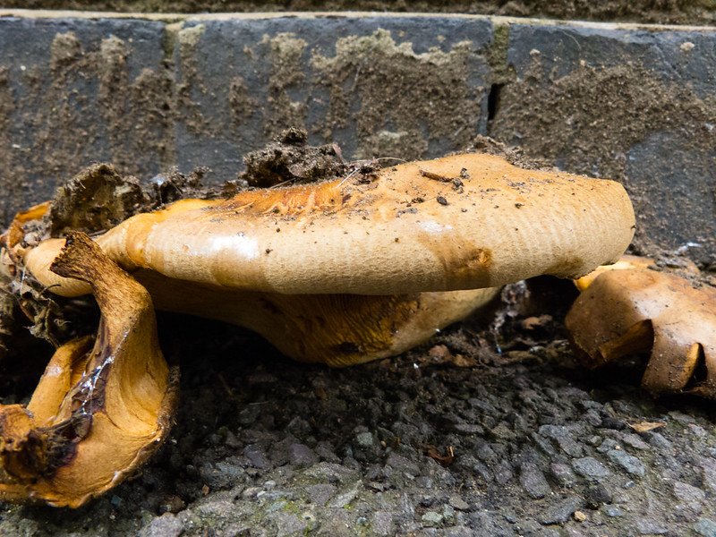 Unidentified fungus growing from a wall