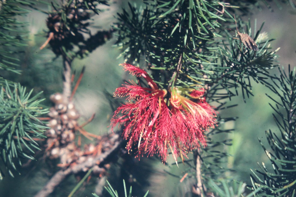 Calothamnus quadrifidus (One-sided Bottlebrush) - a photo on Flickriver