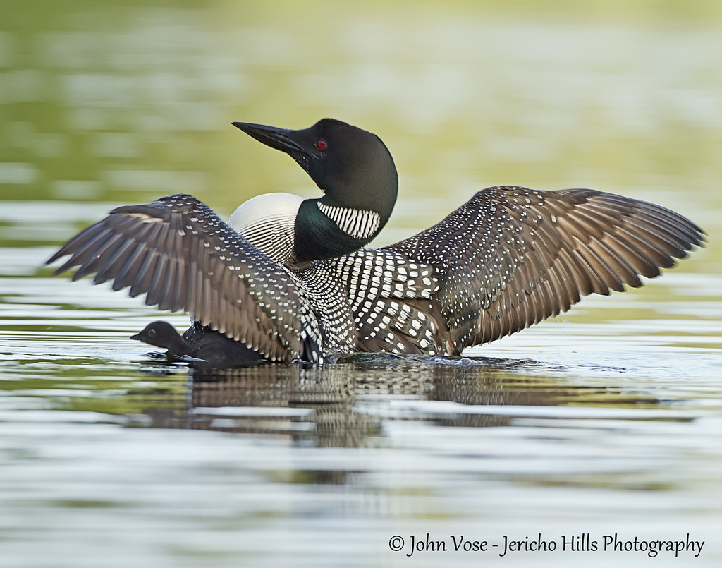 A Loon Parent Spreads his Wings, Sending a Loon Chick into… | Flickr