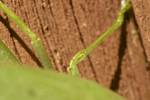 macro insects wv orthoptera arthropods ksf katydids taxonomy:order=orthoptera pentaxk7 truekatydids