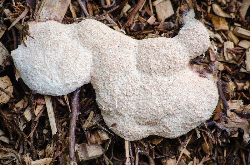 Scrambled egg fungus