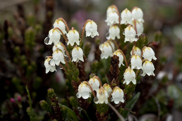 White Arctic Mountain Heather - Flowering Plant Species of Alaska ...