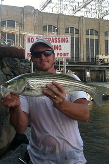  Photo of man holding a striped bass near Conowingo Dam
