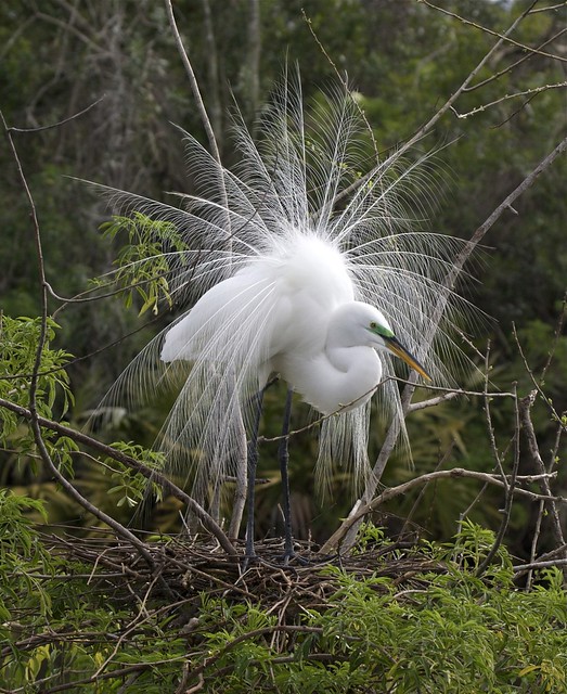 Great White Egret------Ardea alba