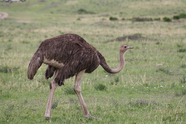 Female Masai Ostrich