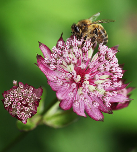 Bee enjoying Astrantia. ~Explored~