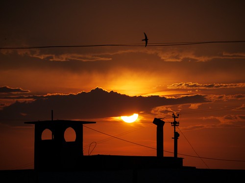 sunset orange cloud sun bird rooftop silhouette belarus swallow беларусь gh2 mogilev магілёў могилёв lumixgvario14140f4058