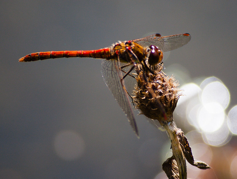 Dragonfly resting