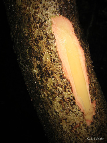 bark magnistipula