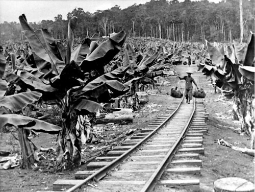 chinese queensland chinesesettlers colonial tracks bananas plantation statelibraryofqueensland slq railway shoulderpole carrypole strawhat 1900s bananaplants bushland yokes