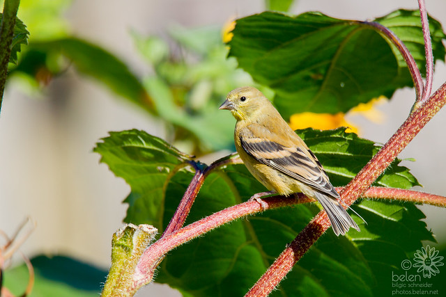 American Goldfinch (Female) in the Sunflowers
