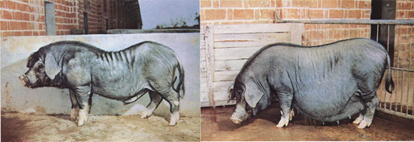 Thu, 01/19/2006 - 10:39 - Daweizi pig breed