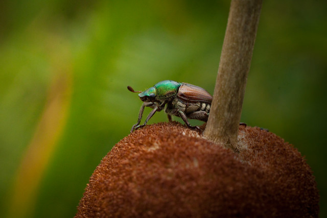 Japaneese Beetle