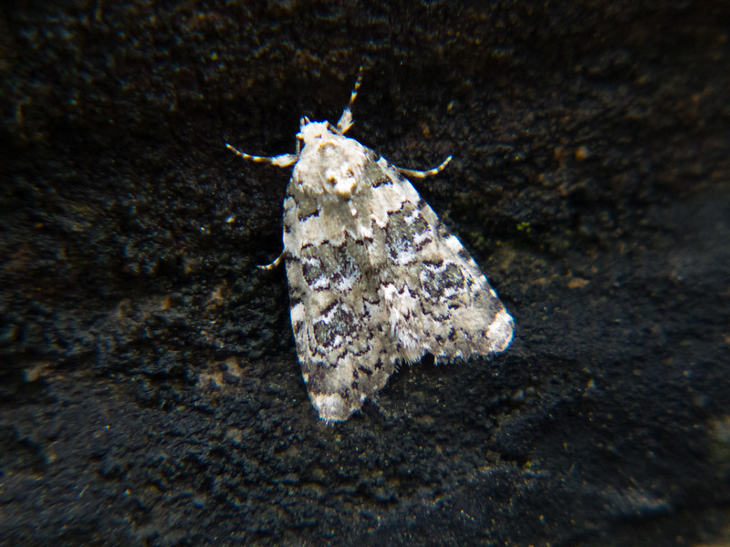 Moth at rest