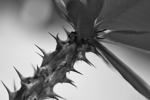 A sharp stem | by ChuckJones242