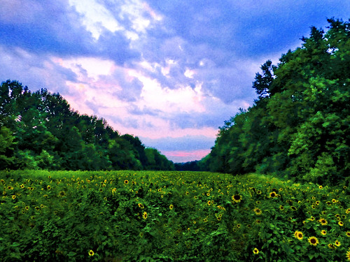 monet imprssionist oil pixelbender sunset mckeebesherswildlifemanagementarea maryland sunflower clouds sky colorful