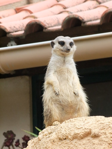 Alert - Suricata / Meerkat | by Hugo Carriço