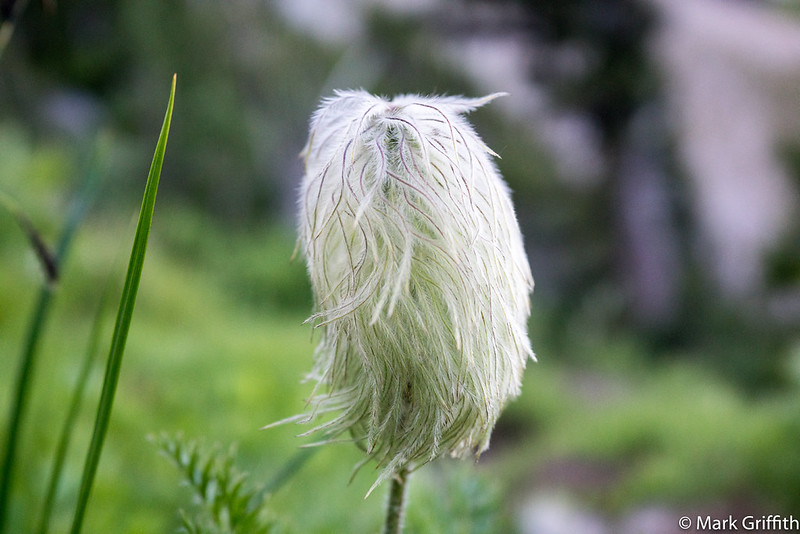 Pasqueflower