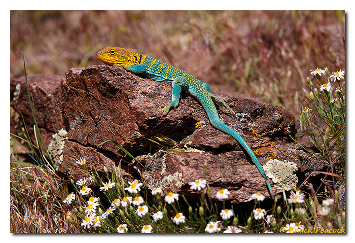 Collared Lizard, Colorado National Monument