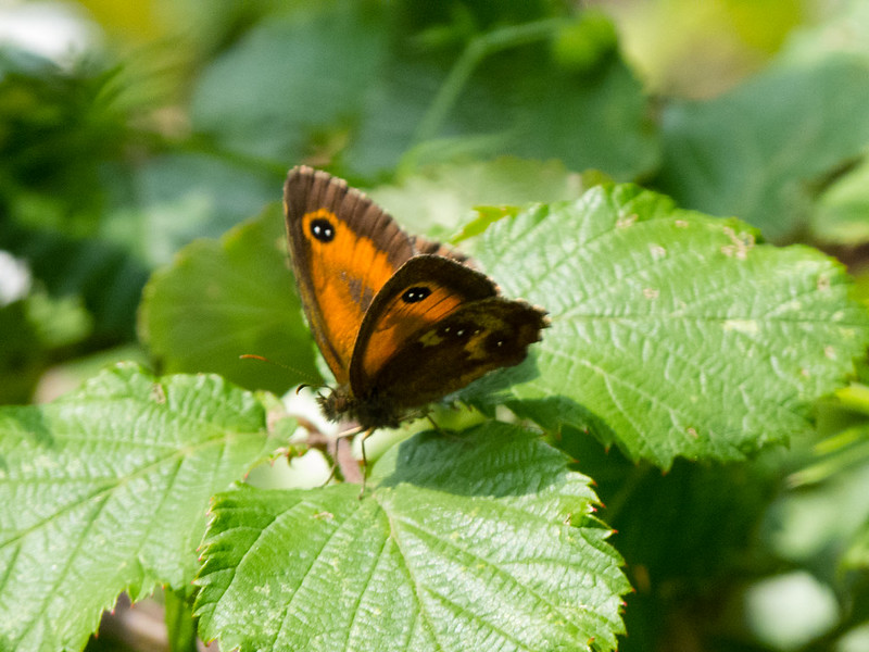 Gatekeeper butterfly resting on a north Devon leaf