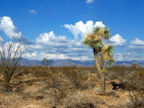 arizona plant tree landscape desert joshua