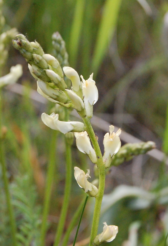 Astragalus arrectus, Palouse milkvetch, Parker Butte, Lata… | Flickr