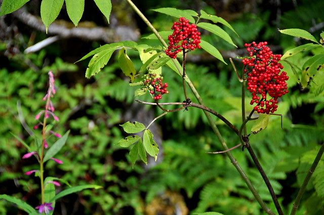 Red Berries and Fireweed