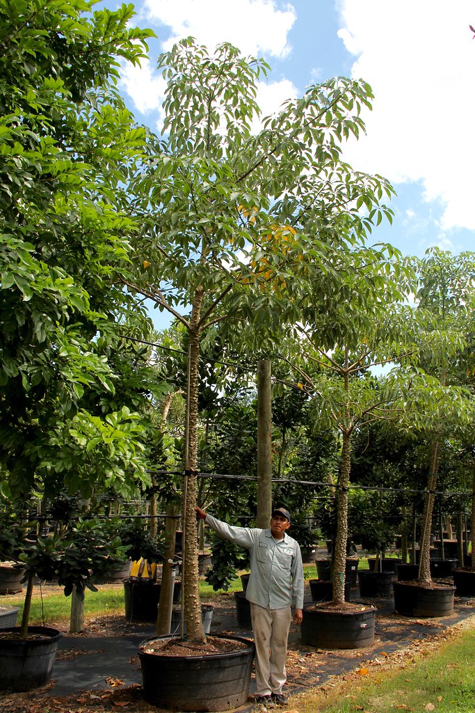 Simul Tree Bombax Ceiba (Red Silk, Cotton Tree) | Bombax Ceiba (Red Sil… | Flickr