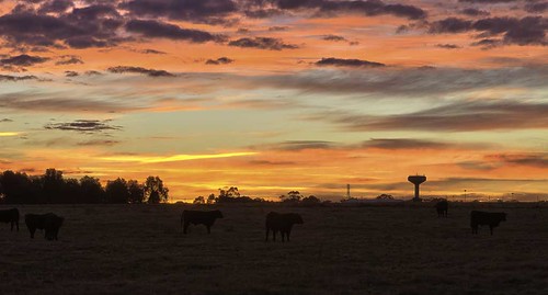 morning winter clouds sunrise canon cow angus australia nsw 7d bovine foresthill stud copyrightpaulwutzke abcopen:project=winter brunslea