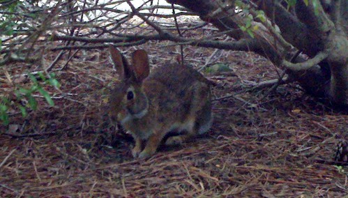 Rabbit Backyard Estates Cary NC 19-51_653 | bobistraveling | Flickr