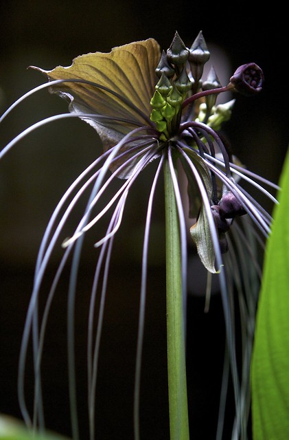 Amazing inflorescence of the Black Bat plant