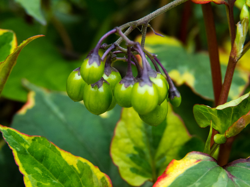 Woody nightshade berries beginning to open