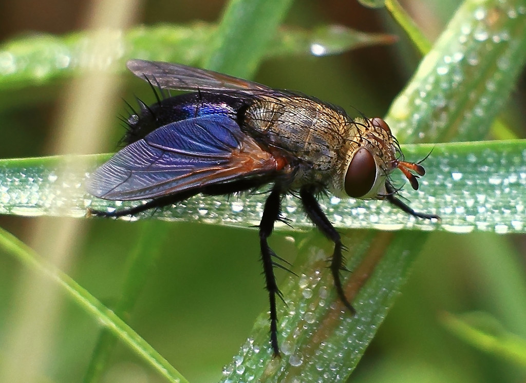 What Color Are The Wings Of A Fly? – TXXSRN