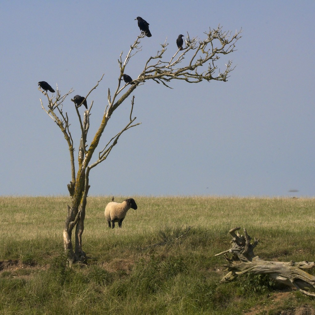 Sheep And Rooks Rooks and a Sheep | Rooks perching on a tree with a sheep be… | Flickr