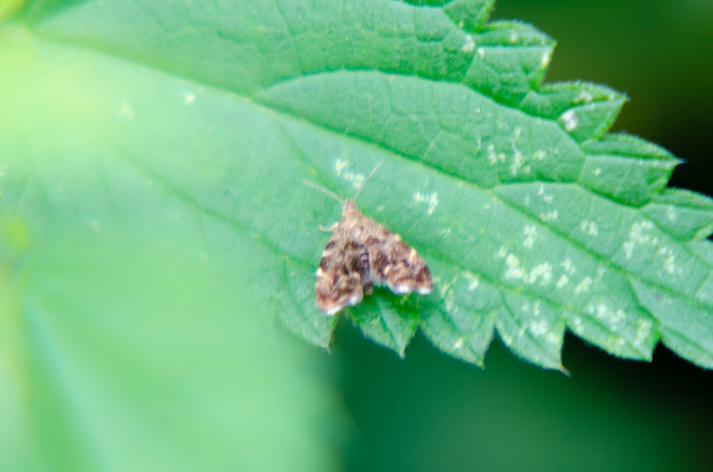 Small moth on a nettle leaf