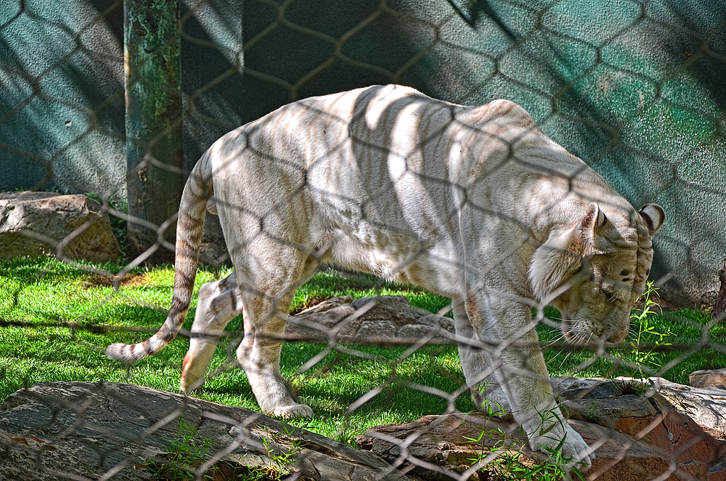Snow White Siberian Tiger Apollo The Mirage Siegfried
