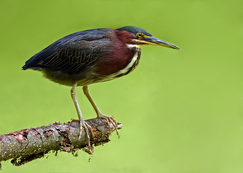 Green Heron with Duckweed Background by Windows to Nature