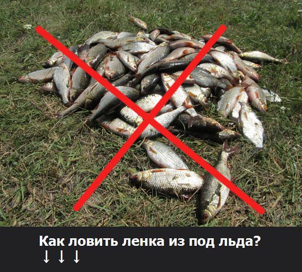 Запрет на рыбу в белоруссии