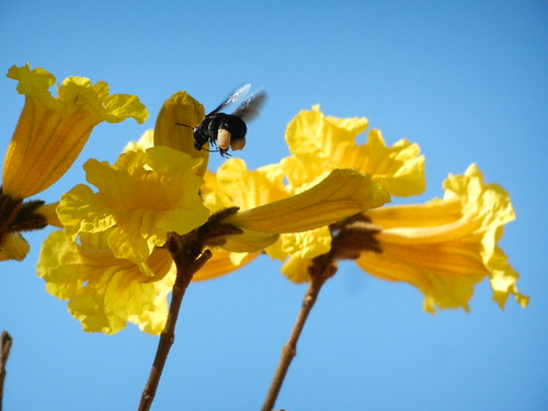 Loaded bee. | by vanscp