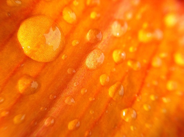 Drops On Bright Orange Flower