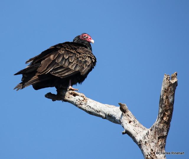 Turkey Vulture At Myakka State Park In Sarasota Florida
