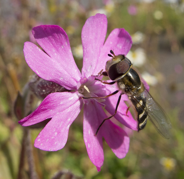Hoverfly on Red Campion