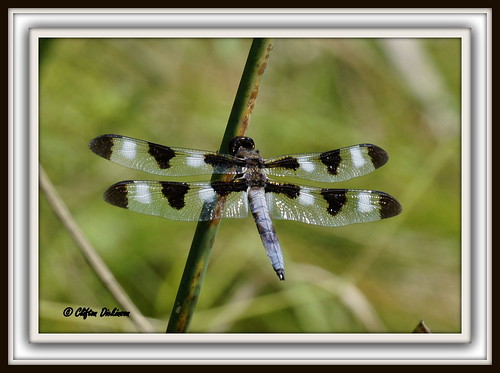 dragonfly insects