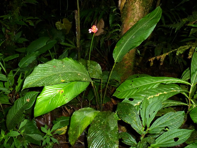 Calathea fredii? Marantaceae